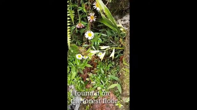 Wild Orchid Coelogyne Nitida смотреть онлайн