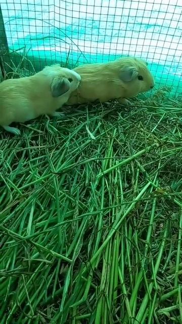 18 de septiembre de 2021 смотреть онлайн