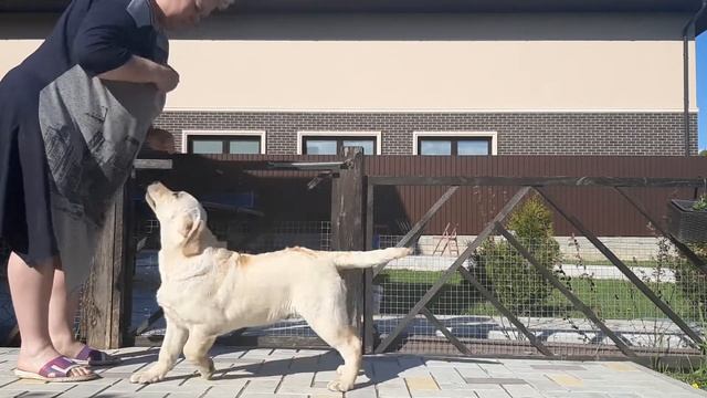 Да Винчи смотреть онлайн