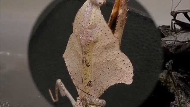 昆蟲學影片 1 смотреть онлайн