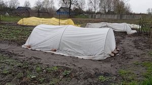 10.04.23г. Высадила рассаду капусты и лука на грядку под укрывной материал.
