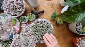 Каллизии "Розовая пантера"