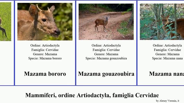 Mammiferi, ordine Artiodactyla, famiglia Cervidae order Artiodactyla family deer cervus elaphus смотреть онлайн