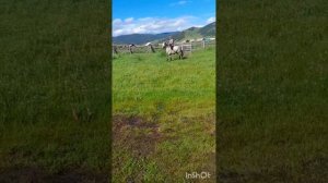 Обучение лошади верхом #horses #лошади