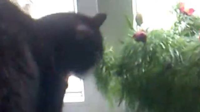 мальчик пион.mp4 смотреть онлайн