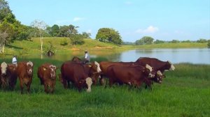 Braford cattle alternative for meat production - TvAgro by Juan Gonzalo Angel