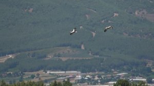 Fethiye and its wildlife  '' loved up lounge of lizards ''