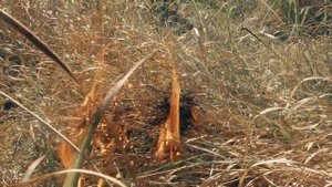 МЧС предупреждает. Социальный ролик