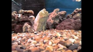 Julidochromis marlieri Magara - © M.M.