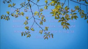 Притча  Купец и Соловей. Свобода превыше всего.