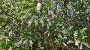 4K Черёмуха цветёт Пение соловья _ Bird cherry blossoms Nightingale singing