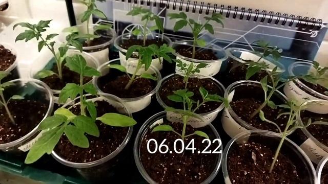 Рассада томатов, Семена Алтая 06.04.2022,независимое тестирование