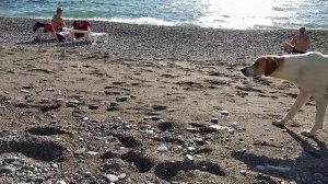 Собака охотится на голубя...неудача, он улетел)