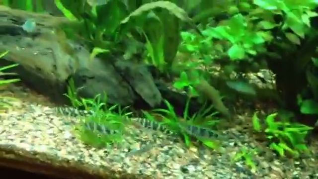 Rainbows and fish смотреть онлайн