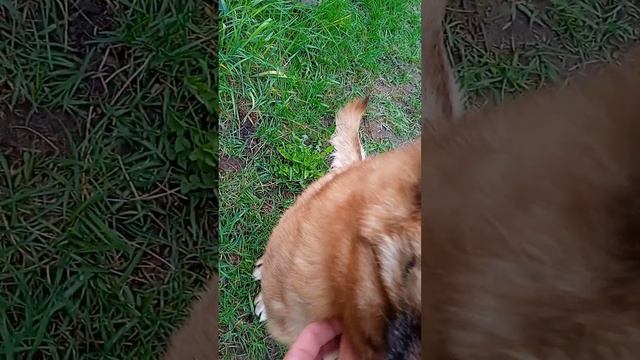 Малинуа. Весенний сбор клещей. смотреть онлайн