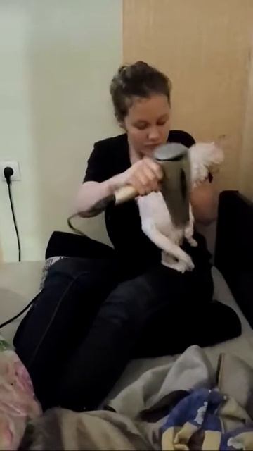 Как сушить кошку феном смотреть онлайн