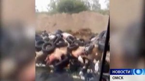 В Ачаире жгут туши свиней, зараженных африканской чумой
