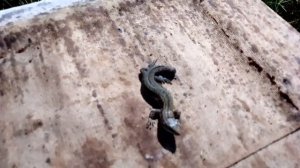 Работаю на пасеке.Что стало с шершнями после дихлофоса.