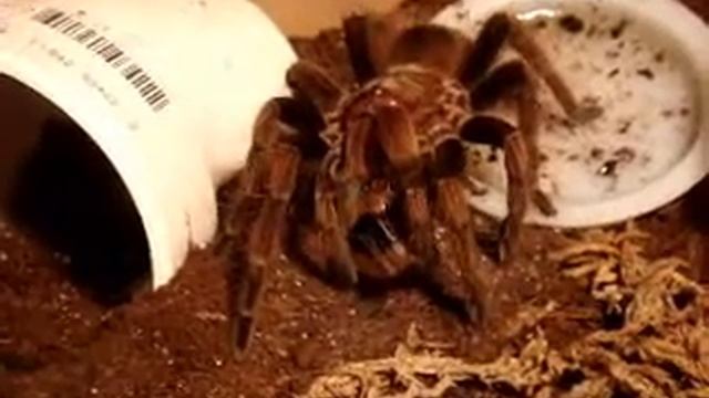 Pamphobeteus feeding behavior смотреть онлайн
