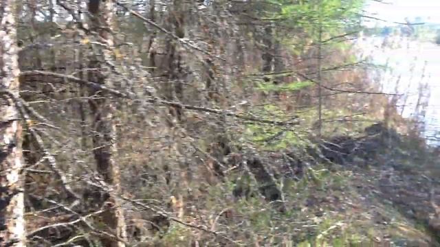 мое место в лесу.Не бушкрафт не выживание.