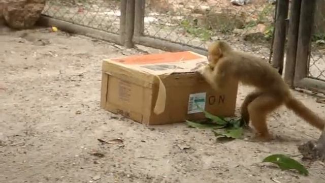 macaco prego galego.wmv смотреть онлайн