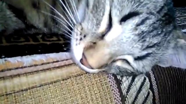 СМЕШНЫЕ КОТЫ И КОШКИ 2016 ВЕСЕЛЫЕ И ЗАБАВНЫЕ КОТЫ И КОШКИ 2016 #26 смотреть онлайн