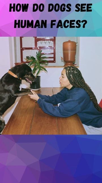 How do dogs see human faces, dog facts#shorts смотреть онлайн