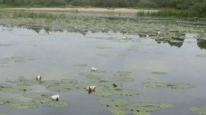 Болото Бегимота