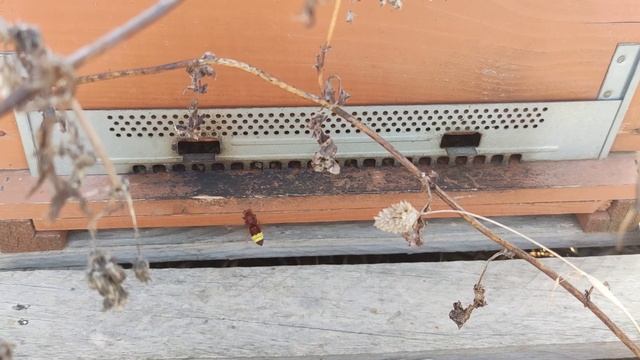 Il-Bagħal taż-Żunżan (Vespa orientalis) qed iservi ta’ Theddida għal Apikultura Lokali смотреть онлайн