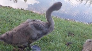 УХ ТЫ, КАКИЕ ХОРОШЕНЬКИЕ! Лебеди в Кыргызстане