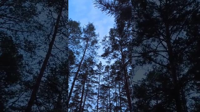 Звук поставь на всю на 🌃 глядя сольный концерт от неизвестной птицы смотреть онлайн