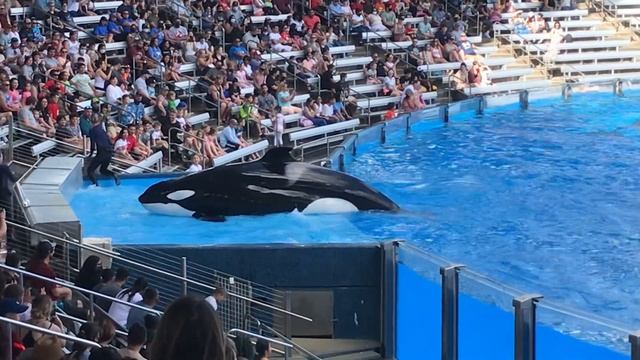 Orca Encounter 1/1/2022 parts 1-3 смотреть онлайн