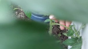 Как томаты формировать в один и в два ствола.