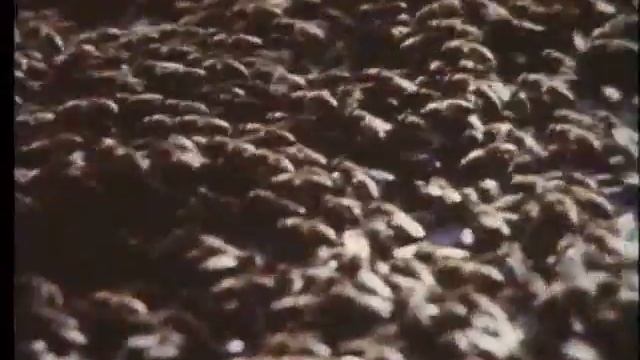 Семья пчел. Часть2 из 2. смотреть онлайн