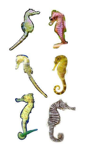 Types of Seahorses | Different Seahorse Species | In English смотреть онлайн