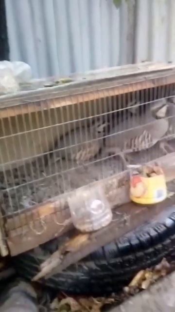 Кеклики в перепелинных клетках смотреть онлайн