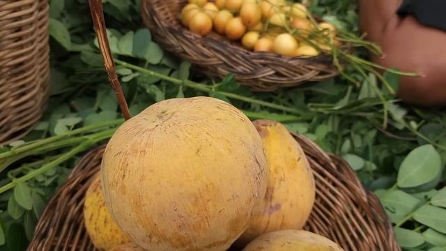 Yummy! Green mango, Santol fruit, Burmese fruit with salt chili for food - Survival in forest смотреть онлайн