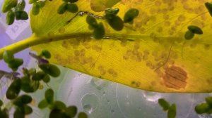 Hoplosternum Punctatum Eggs, Starting to Hatch