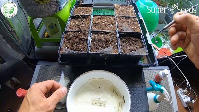 Super Seeds Test смотреть онлайн