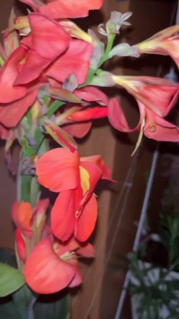 Канна Tropical растения цветы канна