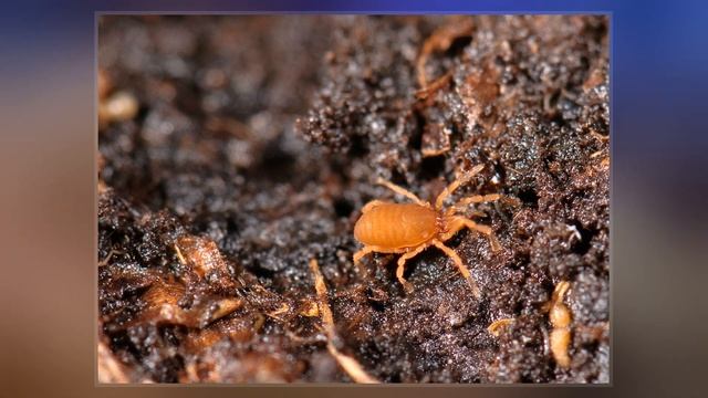 Opiliones смотреть онлайн