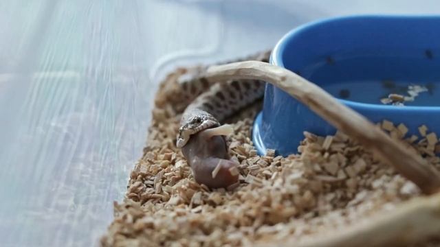 Вуж свиноносий (~4 місяці) Heterodon nasicus смотреть онлайн