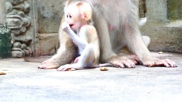 Poor Little Cutie Baby Money Stop Mother Moly To Go Ahead, Money Is Afraid Of Loosing Mother смотреть онлайн