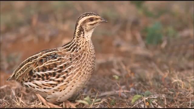 bıldırcın sesi смотреть онлайн