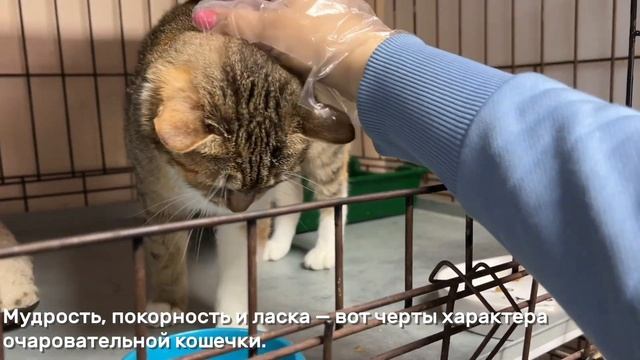 РОЗАРИТА смотреть онлайн