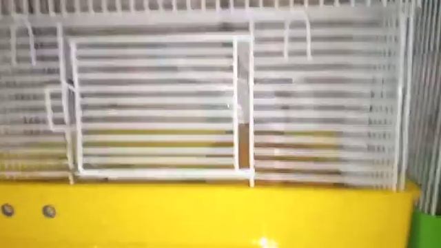 Каких лучше брать хомячков ? смотреть онлайн