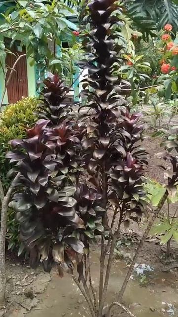 dracaena purple compacta,,, #shorts смотреть онлайн