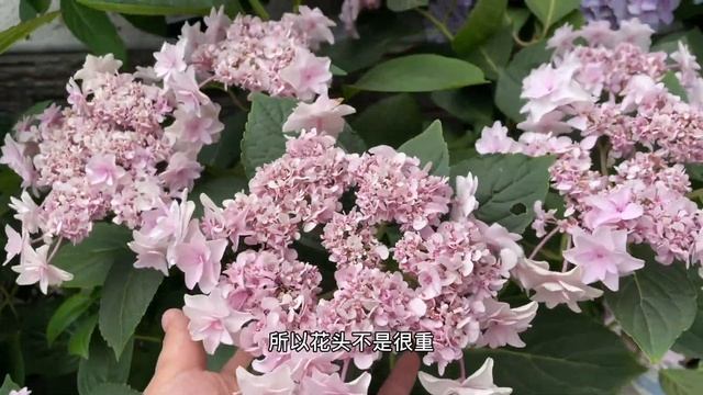 植物推荐：绣球花 枝条直立，耐晒耐雨淋的绣球品种分享，你家有几棵？无尽夏 花手鞠 魔幻海洋 蒙娜丽莎 佳澄 细高跟 美杜莎 夏洛特公主 不同种类绣球花分享 …