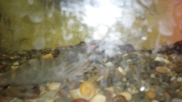 Новые креветки. смотреть онлайн