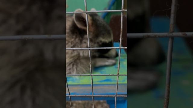 Наше мини приключение в парке СКАЗКА🎢🎡🏰 смотреть онлайн